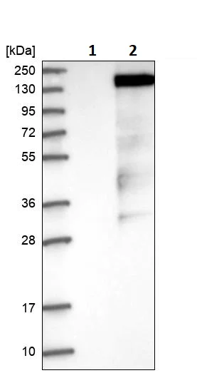 Western blot - Anti-GRF2 antibody (AB251683)