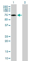 Western blot - Anti-GRHL2 antibody (AB88631)