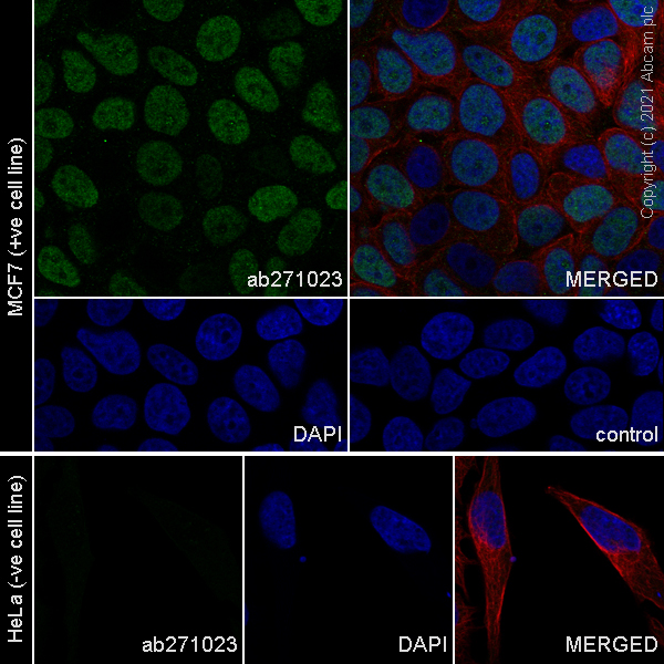 Immunocytochemistry/ Immunofluorescence - Anti-GRHL2 antibody [EPR24386-76] (ab271023), expandable thumbnail