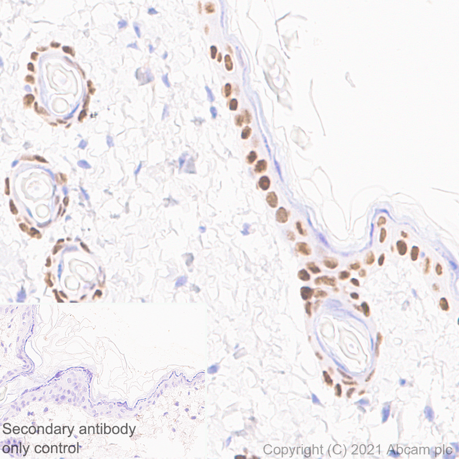 Immunohistochemistry (Formalin/PFA-fixed paraffin-embedded sections) - Anti-GRHL2 antibody [EPR24386-76] (ab271023), expandable thumbnail
