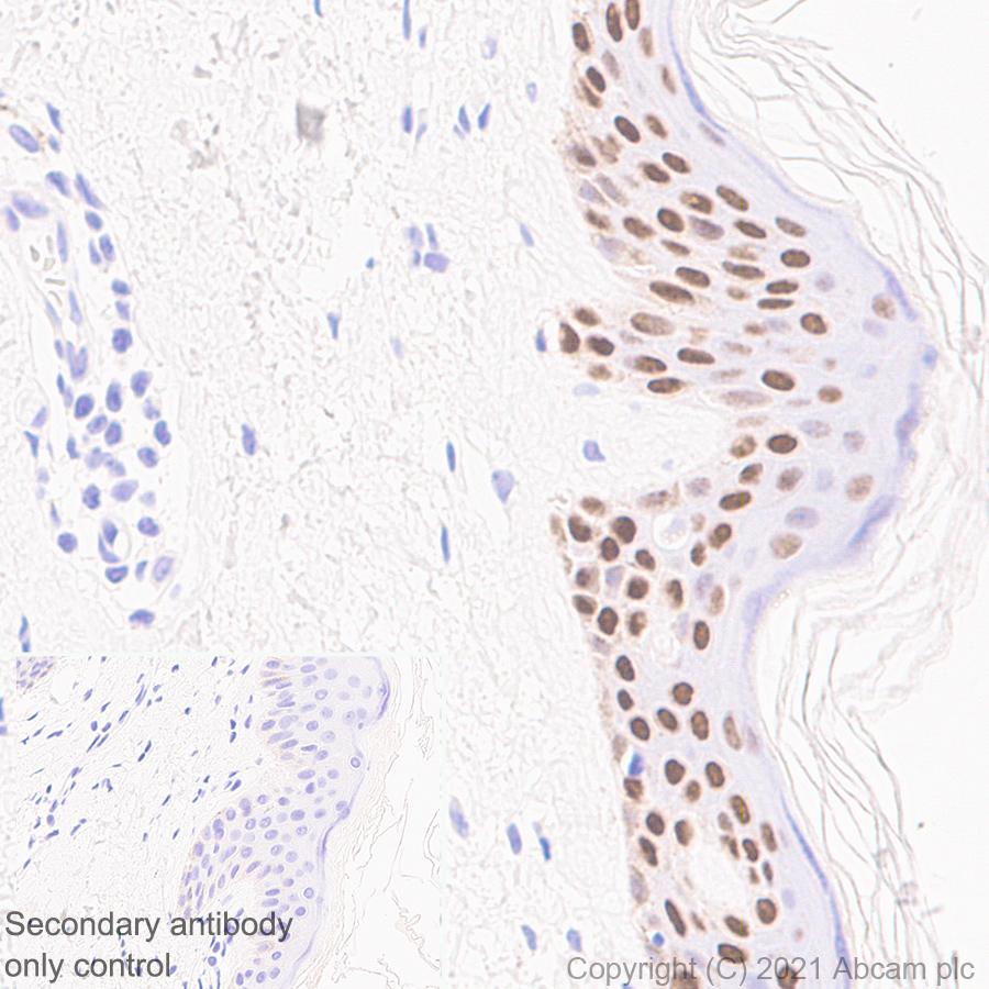 Immunohistochemistry (Formalin/PFA-fixed paraffin-embedded sections) - Anti-GRHL2 antibody [EPR24386-76] (AB271023), expandable thumbnail