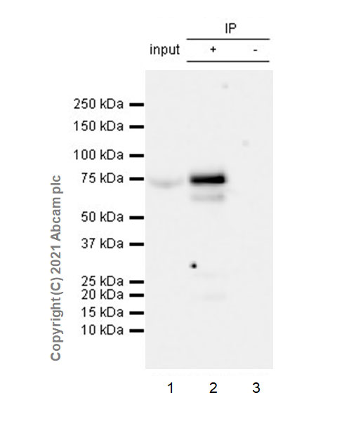 Immunoprecipitation - Anti-GRHL2 antibody [EPR24386-76] (AB271023), expandable thumbnail