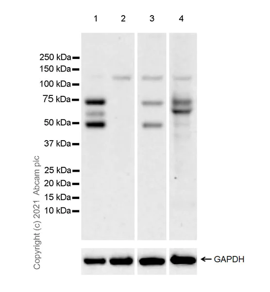Western blot - Anti-GRHL2 antibody [EPR24386-76] (AB271023)