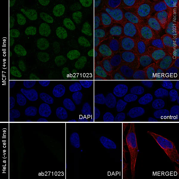 Immunocytochemistry/ Immunofluorescence - Anti-GRHL2 antibody [EPR24386-76] - BSA and Azide free (AB282462)