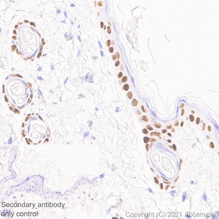 Immunohistochemistry (Formalin/PFA-fixed paraffin-embedded sections) - Anti-GRHL2 antibody [EPR24386-76] - BSA and Azide free (AB282462)