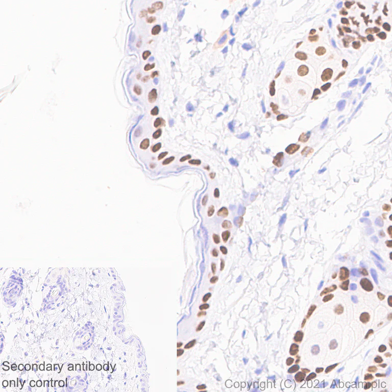Immunohistochemistry (Formalin/PFA-fixed paraffin-embedded sections) - Anti-GRHL2 antibody [EPR24386-76] - BSA and Azide free (AB282462)