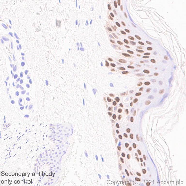 Immunohistochemistry (Formalin/PFA-fixed paraffin-embedded sections) - Anti-GRHL2 antibody [EPR24386-76] - BSA and Azide free (AB282462)