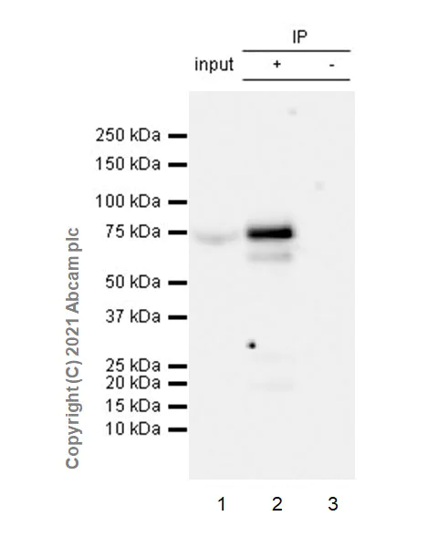 Immunoprecipitation - Anti-GRHL2 antibody [EPR24386-76] - BSA and Azide free (AB282462)