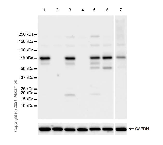 Western blot - Anti-GRHL2 antibody [EPR24386-76] - BSA and Azide free (AB282462)
