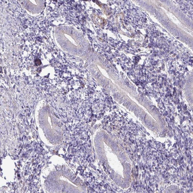 Immunohistochemistry (Formalin/PFA-fixed paraffin-embedded sections) - Anti-GRID2 antibody (AB251953)