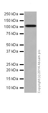 Western blot - Anti-GRID2 antibody [EPR15422] - N-terminal (AB198499), expandable thumbnail