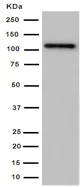 Western blot - Anti-GRID2 antibody [EPR15423(B)] - BSA and Azide free (AB251020)
