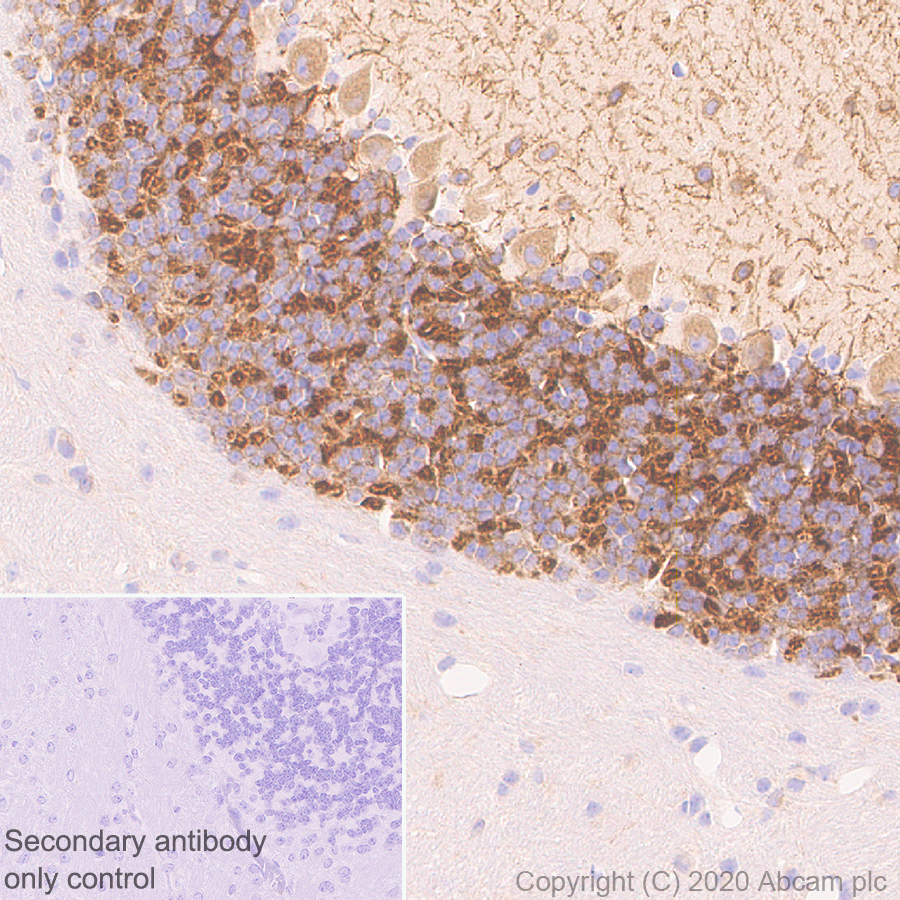 Immunohistochemistry (Formalin/PFA-fixed paraffin-embedded sections) - Anti-GRIK1+GRIK2 antibody [EPR23995-85] (AB259886), expandable thumbnail