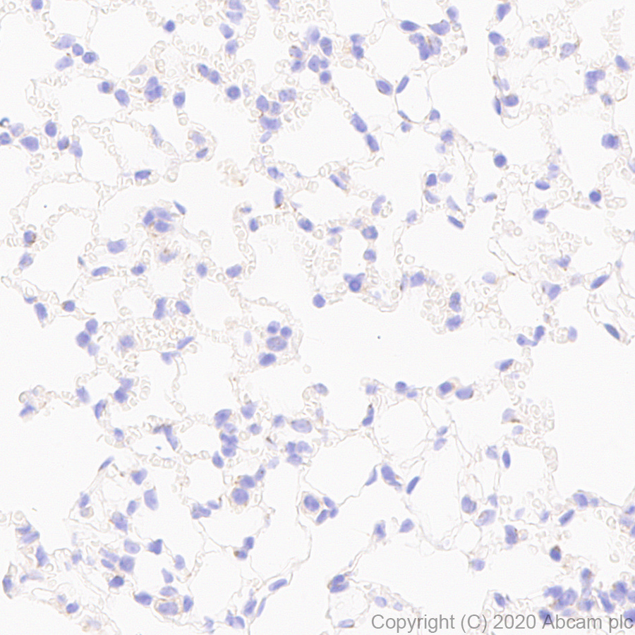 Immunohistochemistry (Formalin/PFA-fixed paraffin-embedded sections) - Anti-GRIK1+GRIK2 antibody [EPR23995-85] (ab259886), expandable thumbnail