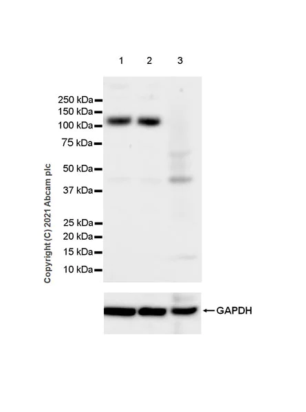 Western blot - Anti-GRIK1+GRIK2 antibody [EPR23995-85] (AB259886)