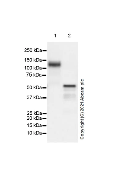 Western blot - Anti-GRIK1+GRIK2 antibody [EPR23995-85] - BSA and Azide free (AB282286)