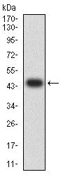 Western blot - Anti-GRIK2/GluK2 antibody [8A1F11] (AB233719)