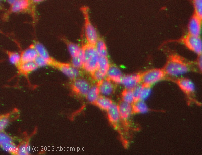 Immunocytochemistry/ Immunofluorescence - Anti-GRIK2/GluK2 antibody (AB66440)
