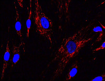 Immunocytochemistry/ Immunofluorescence - Anti-GRIM19 antibody [6E1BH7] (AB110240), expandable thumbnail