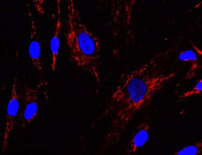 Immunocytochemistry/ Immunofluorescence - Anti-GRIM19 antibody [6E1BH7] (AB110240)