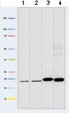 Western blot - Anti-GRIM19 antibody [6E1BH7] (AB110240), expandable thumbnail