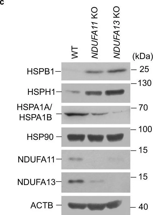 Western blot - Anti-GRIM19 antibody [6E1BH7] (AB110240)