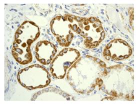Immunohistochemistry (Formalin/PFA-fixed paraffin-embedded sections) - Anti-GRIM19 antibody [EPR4471(2)] (AB109017), expandable thumbnail