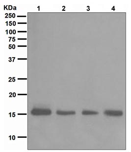 Western blot - Anti-GRIM19 antibody [EPR4471(2)] (AB109017), expandable thumbnail