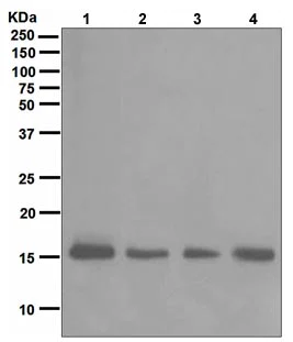 Western blot - Anti-GRIM19 antibody [EPR4471(2)] (AB109017)