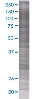 GRIM19 overexpression 293T lysate (whole cell)