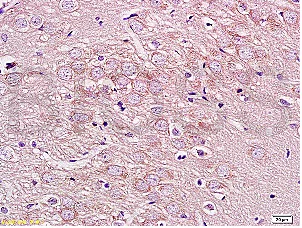 Immunohistochemistry (Formalin/PFA-fixed paraffin-embedded sections) - Anti-GRIN1 antibody (AB203632)