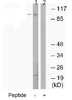 Western blot - Anti-GRIN1 antibody (AB74577)