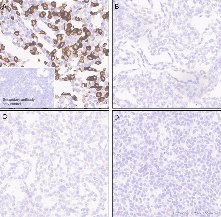 Immunohistochemistry - Anti-GRIN3A antibody [EPR25287-73] (AB305031)