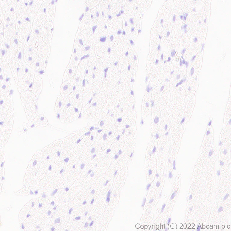 Immunohistochemistry - Anti-GRIN3A antibody [EPR25287-73] (AB305031)