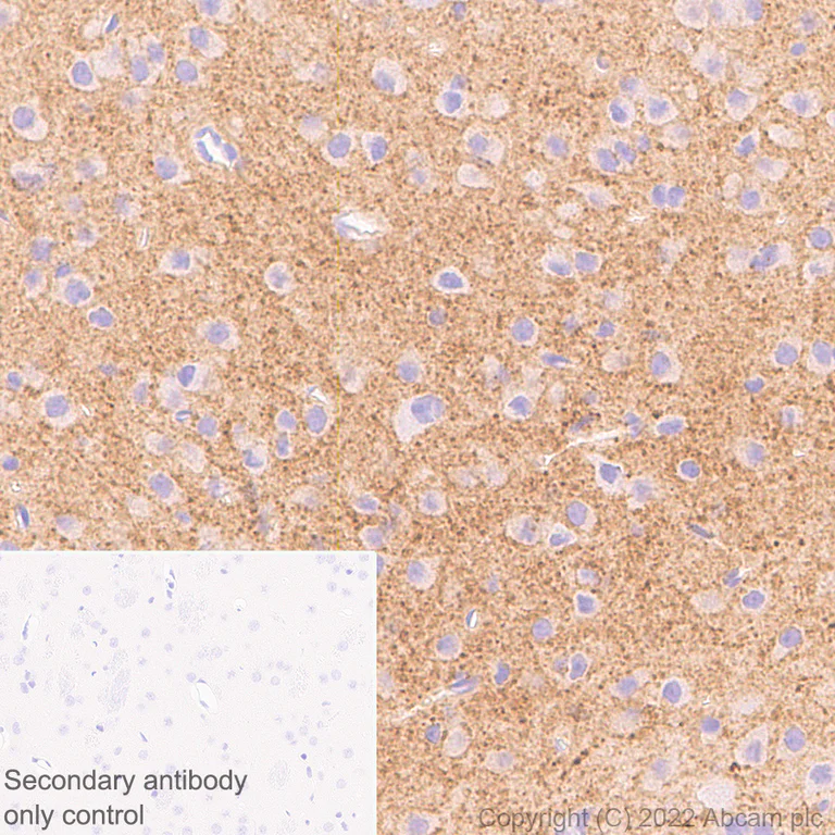 Immunohistochemistry - Anti-GRIN3A antibody [EPR25287-73] (AB305031)