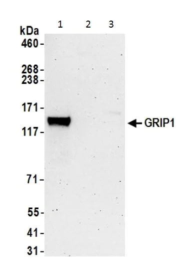 Western blot - Anti-GRIP1 antibody (AB226201)