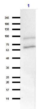 Western blot - Anti-GRK2 antibody (AB235240)