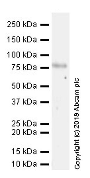 Western blot - Anti-GRK2 antibody [EPR22465] (AB227825)