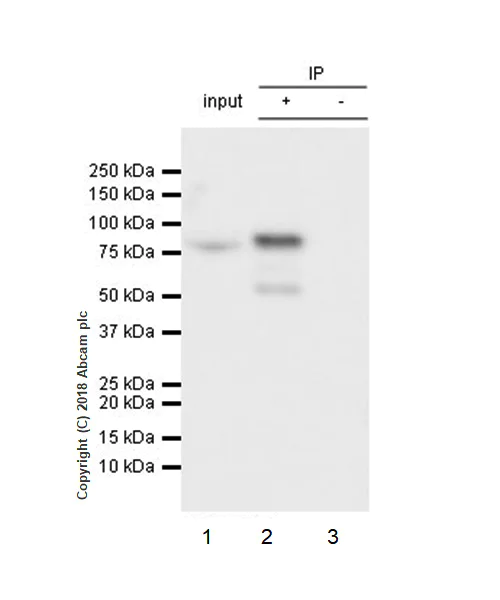 Immunoprecipitation - Anti-GRK2 antibody [EPR22465] - BSA and Azide free (AB245125)