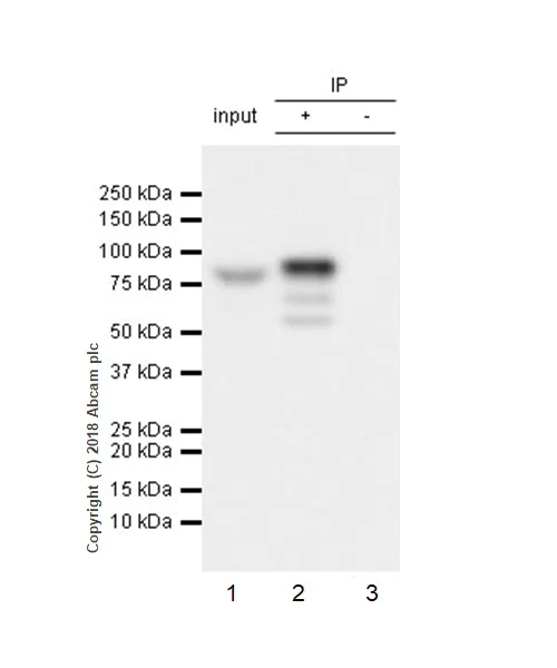 Immunoprecipitation - Anti-GRK2 antibody [EPR22465] - BSA and Azide free (AB245125)