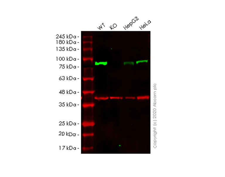 Western blot - Anti-GRK2 antibody [EPR22465] - BSA and Azide free (AB245125)
