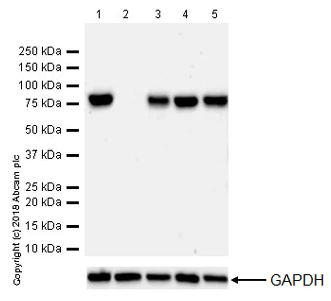 Western blot - Anti-GRK2 antibody [EPR22465] - BSA and Azide free (AB245125)