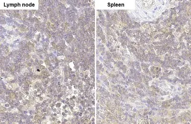 Immunohistochemistry paraffin embedded sections - Anti-GRK2 antibody [HL1562] (AB308172)