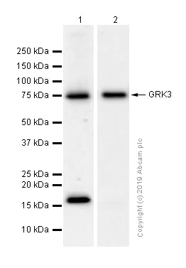 Western blot - Anti-GRK3 antibody [EPR2041(2)] (AB109303)