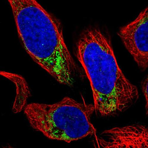 Immunocytochemistry/ Immunofluorescence - Anti-GRK6 antibody (AB244364), expandable thumbnail