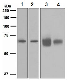 Western blot - Anti-GRK6 antibody [EPR2046(2)] - BSA and Azide free (AB247827), expandable thumbnail