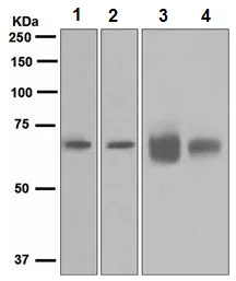 Western blot - Anti-GRK6 antibody [EPR2046(2)] - BSA and Azide free (AB247827)