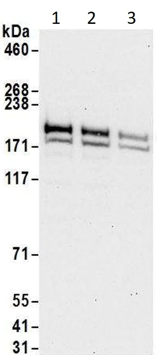 Western blot - Anti-GRLF1 antibody (AB85950)