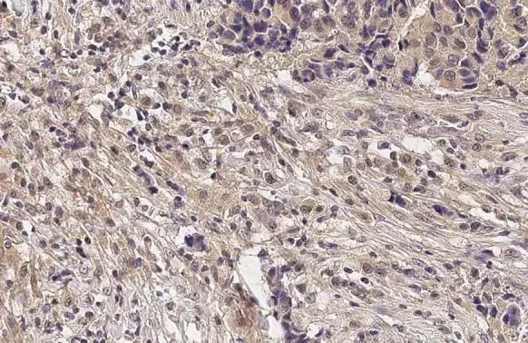 Immunohistochemistry (Formalin/PFA-fixed paraffin-embedded sections) - Anti-GRM5 antibody [HL2543] - BSA and Azide free (AB325866)