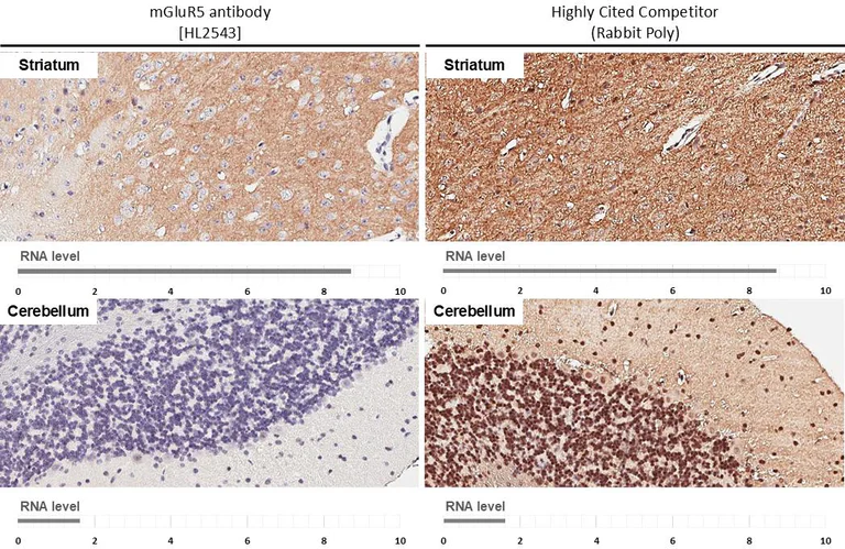 Immunohistochemistry (Formalin/PFA-fixed paraffin-embedded sections) - Anti-GRM5 antibody [HL2543] - BSA and Azide free (AB325866)
